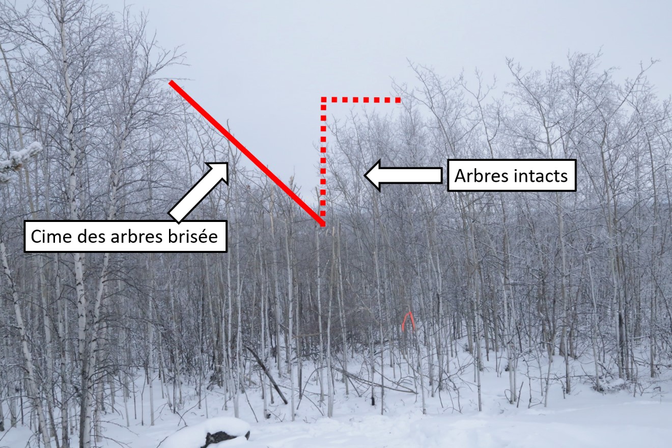 Photo de l’impact initial avec des arbres (image orientée vers l’aéroport montrant l’angle d’inclinaison de l’aéronef au moment de l’impact) (Source : BST)